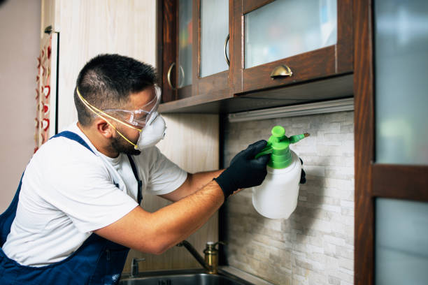 Best Wasp Removal Services  in Badger, AK