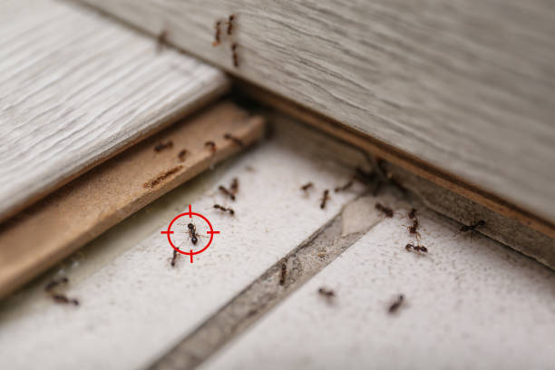 Best Termite Control Services  in Badger, AK