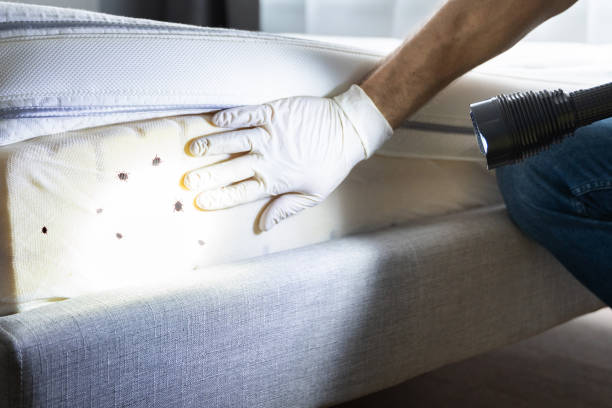 Best Affordable Pest Control Services  in Badger, AK
